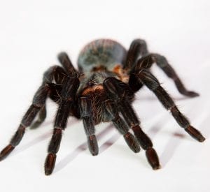 photo of big, ugly spider